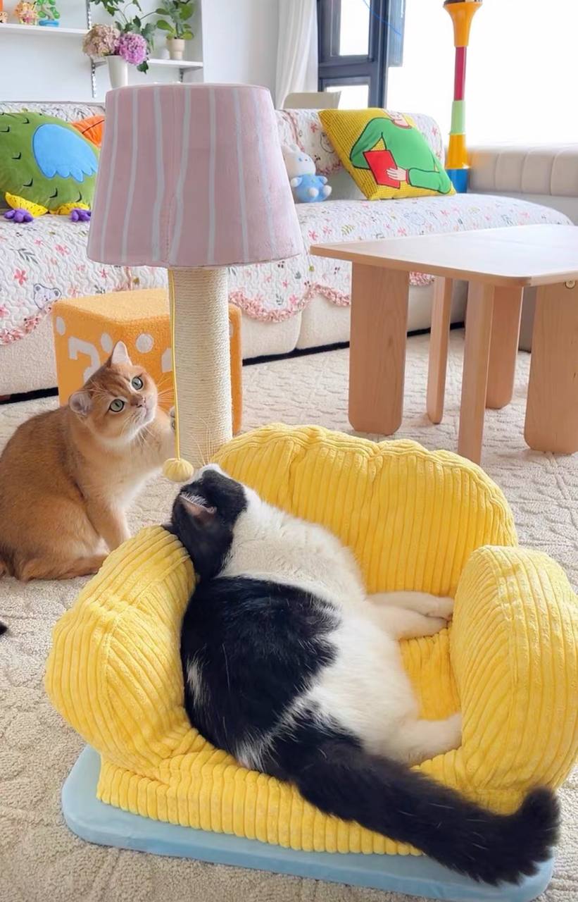 Cat Sofa 2