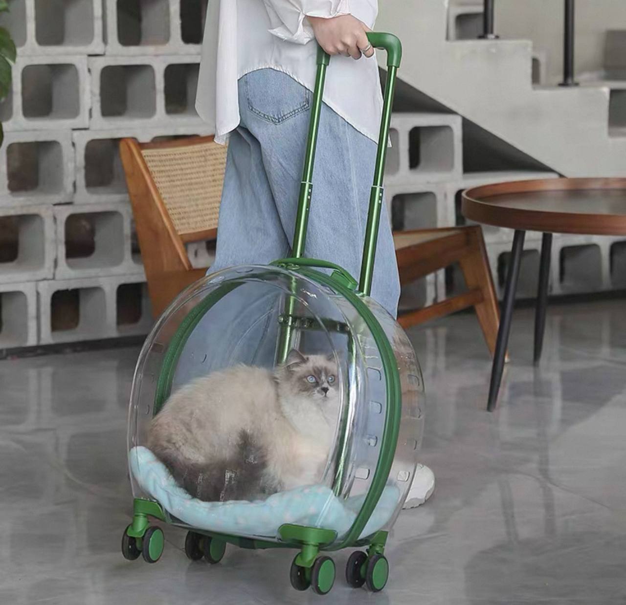 cat-stroller 2